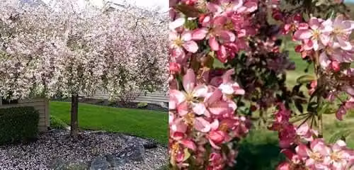 Direct Plants Malus Weeping Candied Apple Fruit Tree, 183 cm Tall, 12 Litre Pot
