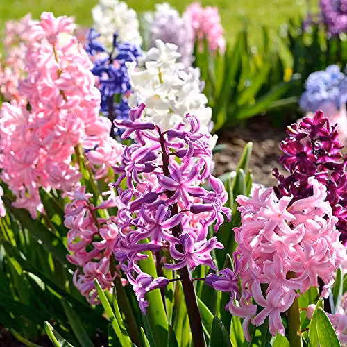 YouGarden Mixed Hyacinth Bulbs, Pack of 12 Multicolour Bulbs for Autumn Planting – 3