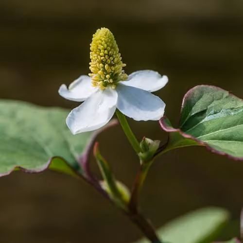 Thompson & Morgan Houttuynia cordata Hardy Perennial Ground Cover, 2 x 9cm Pots