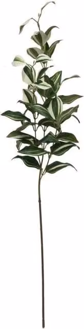 KDMD Tradaescantia Spray Green Plant, Height: 74 cm