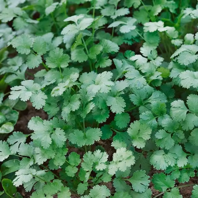 Unwins Coriander Microgreens Herb Seeds, Green