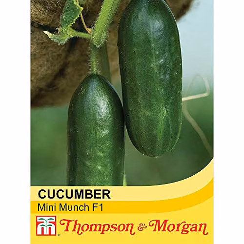 Thompson & Morgan Mini Munch F1 Cucumber Seeds, RHS AGM Variety, 1x Seed Packet – 2