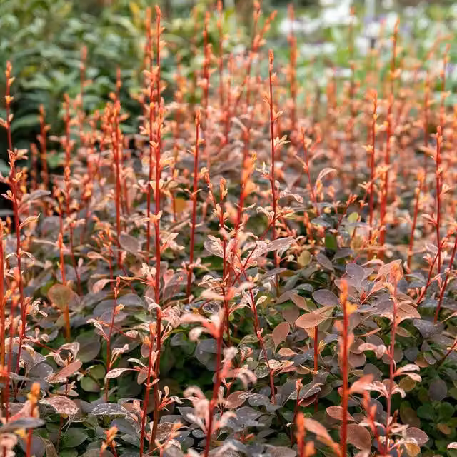 Marshalls Garden Berberis thunbergii Pink Bird Ornamental Shrub, Pink