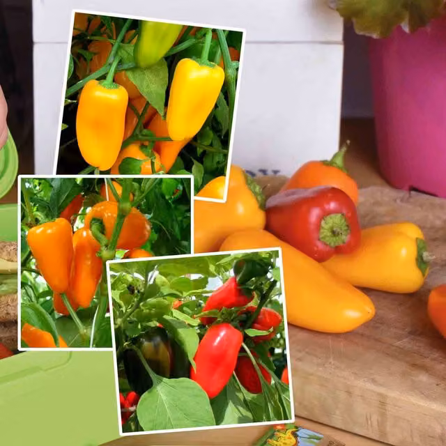 Marshalls Garden Snackbite Sweet Pepper Plant Collection, Red, 9cm Pot