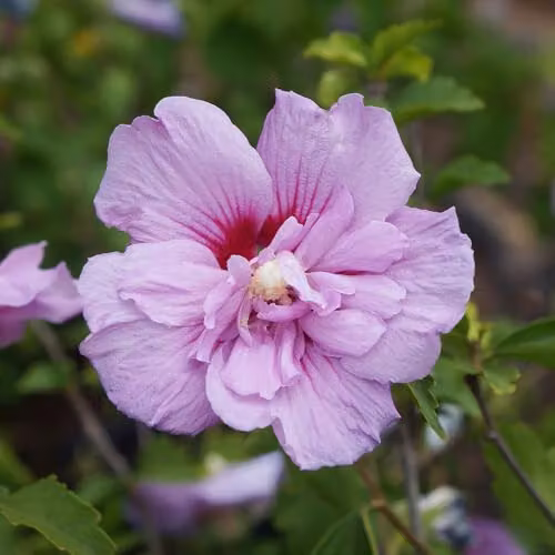YouGarden Hibiscus Chiffon Lavender Ornamental Purple Shrub in a 3L Pot – 2