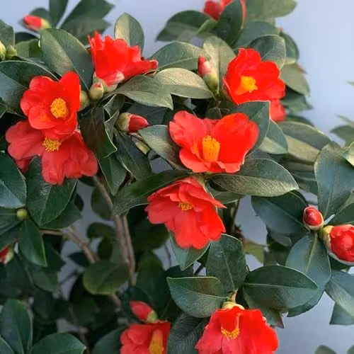 Thompson and Morgan Camellia 1001 Summer Nights Hardy Evergreen Ornamental Shrub, 3 Litre Pot – 1