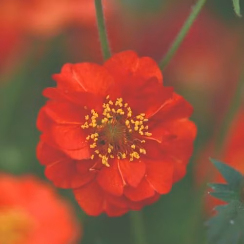Thompson & Morgan Geum Blazing Sunset Flower Seeds, Red Hardy Perennial, 35 Seeds