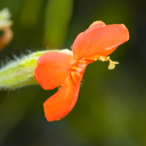 Thompson & Morgan Mimulus cardinalis Cardinal Monkey Flower Marginal Aquatic Hardy Perennial, 3 x 1 Litre Pots