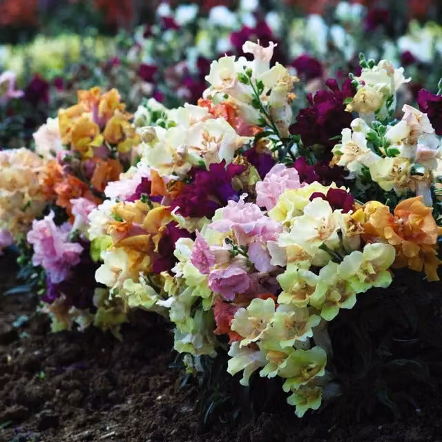 Thompson and Morgan Antirrhinum Mini Butterflies Garden Ready Plants, Pink, Pack of 15