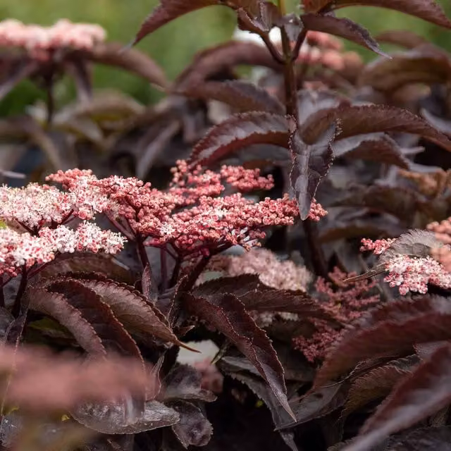 Marshalls Garden Sambucus nigra Black Tower Ornamental Shrub with Pink and Green Foliage