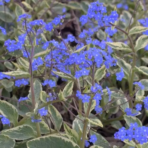Thompson and Morgan Brunnera macrophylla Hadspen Cream Perennial with Blue Spring Flowers, Set of 3 x 9cm Pots