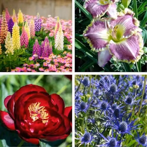 Thompson & Morgan Nurseryman's Choice Colourful Cottage Garden Flowers, 8 x 1 Litre Pots – 1