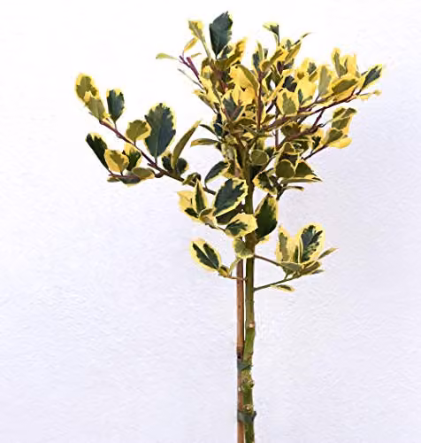 Thompson and Morgan Ilex altaclerensis Golden King Hardy Holly Tree in 9cm Pot – 4