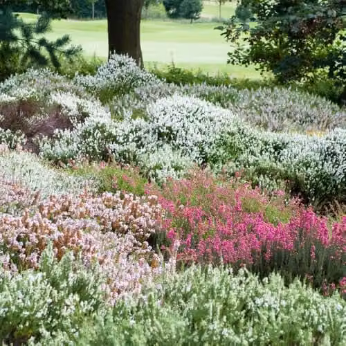 YouGarden Four Seasons Heather Collection, Set of 12 Multicolour Ornamental Shrubs in 9cm Pots – 1