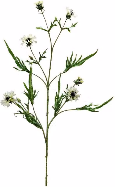 KDMD Botanica Cream Cornflower Spray in White, 2 Pack, Height: 92 cm