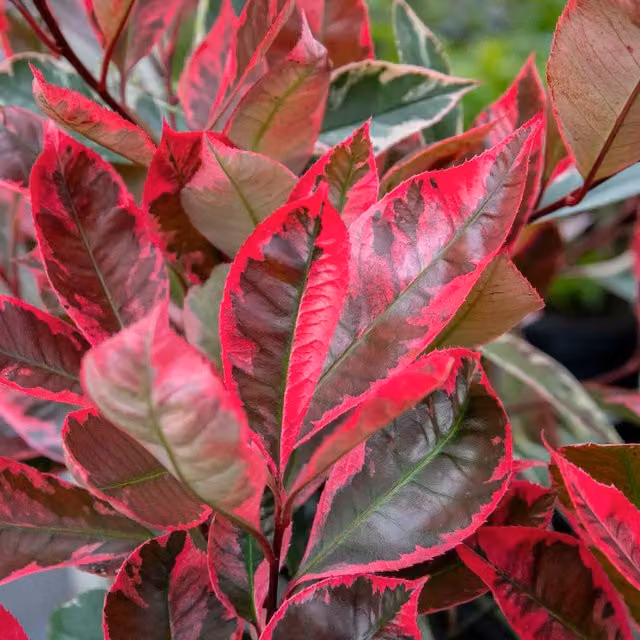 Marshalls Garden Photinia x fraseri Louise Red Ornamental Hedge Plant