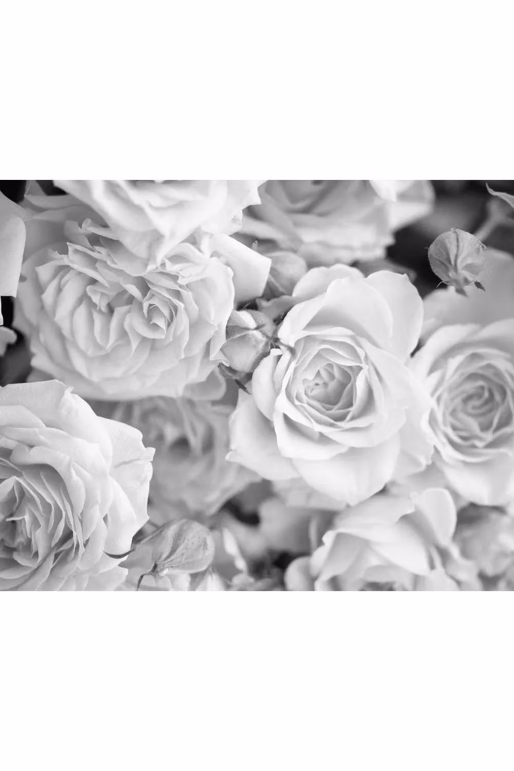 Origin Murals Petals Floral Wall Mural in Grey, W: 350 cm, H: 280 cm – 2