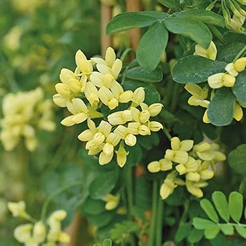 Thompson & Morgan Coronilla Hardy Outdoor Evergreen Ornamental Shrub with Scented Yellow Winter Flowers, 1 x 3 Litre Pot – 1