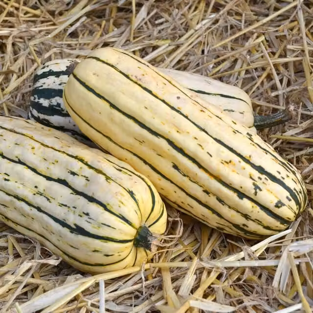 Marshalls Delicata Bush Winter Squash Vegetable Seeds, 12 Pack