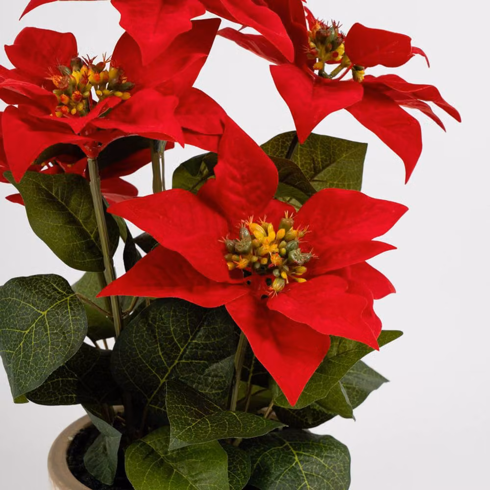 Scottish Everlastings Ltd Red and Green Poinsettia in a Classic Ceramic Pot, Height: 43 cm – 2