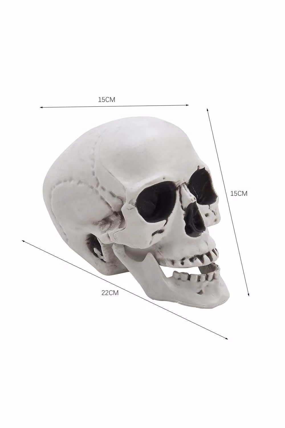H&O Direct Realistic Plastic Skull Head Tabletop Halloween Decoration in White – 2