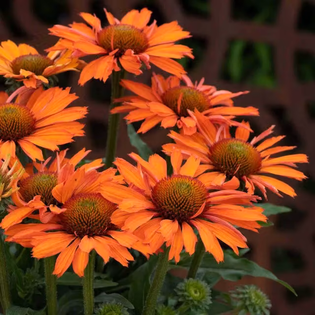 Marshalls Garden Echinacea Prima Saffron Perennial Coneflower in Yellow, Pink and Orange