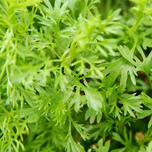 Thompson and Morgan Coriander Seeds (Approx. 50 Seeds)