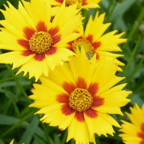 Thompson & Morgan Coreopsis Hardy Perennial with Yellow Daisy-Like Flowers, 2 x 1 Litre Potted Plants