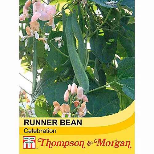 Thompson and Morgan Runner Bean Celebration Vegetable Seeds, 40 Seeds per Packet – 2