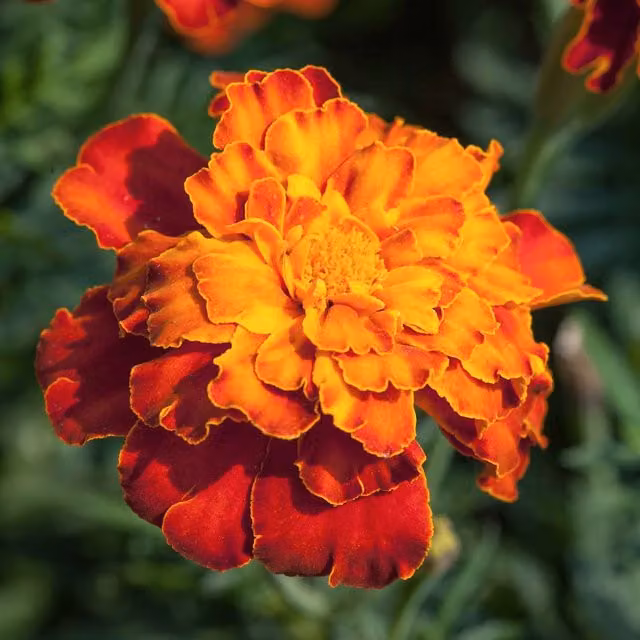 Marshalls Garden Marigold Firebird Tagetes patula Seeds, 75 Seeds, Orange