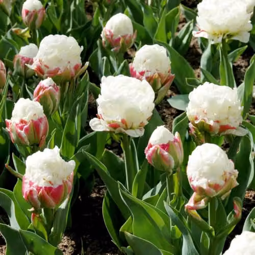 YouGarden Novelty Premium Tulip Ice Cream Spring Flower Bulbs, Set of 10 Pink and White Bulbs for Autumn Planting – 2