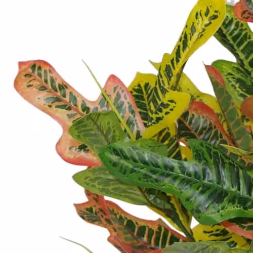 LeafUK Multicoloured Artificial Codiaeum Multicoloured Potted Tabletop House Plant – 2