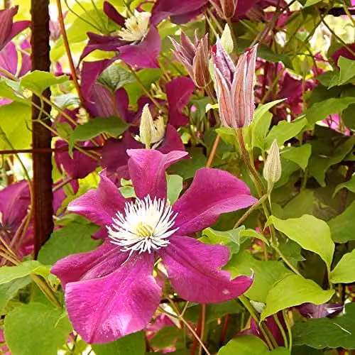 Thompson and Morgan Hardy Perennial Clematis Ernest Markham Climber, Pink and Purple Late Flowering Potted Plant, 1.7 Litre Pot – 2