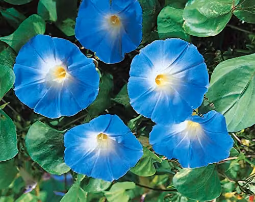 Johnsons Morning Glory Heavenly Blue Climber Flower Seeds – 3