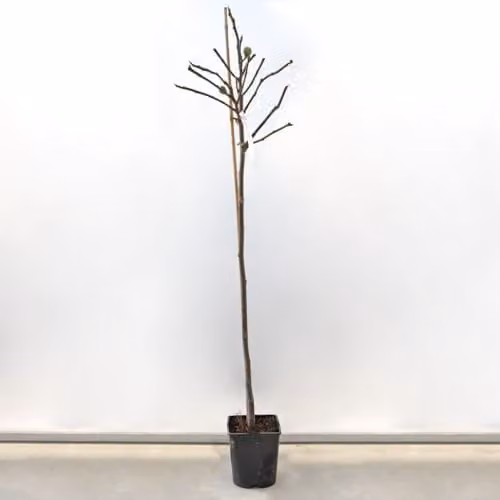 Thompson & Morgan Hardy Brown Turkey Fig Tree, 2 x 3 Litre Potted Outdoor Fruit Plants – 2