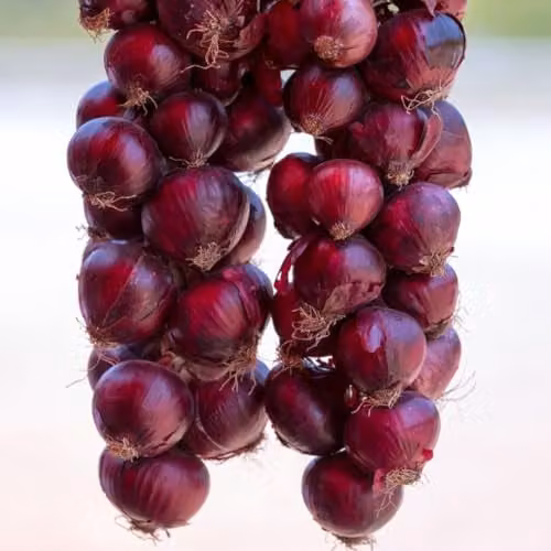 Thompson & Morgan Redrover F1 Red Onion Seeds, 150 Seeds