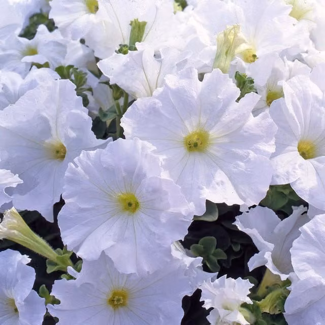 Plants by Post White Petunia Summer Bedding Plants, 2 x 1L Pots