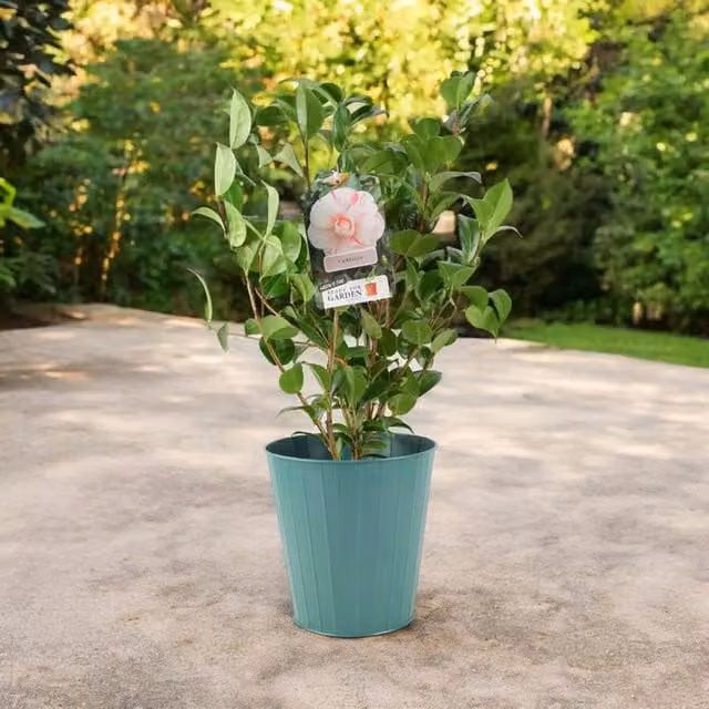 Plants by Post Camellia Japonica White Bicolour Evergreen Ornamental Shrub in 3L Metal Pail, White with Pink Edges