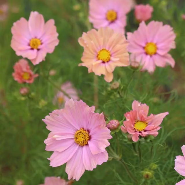 Plant Theory Set of 3 Pink Cosmos Bipinnatus Apricota Bedding Plants in 9cm Pots