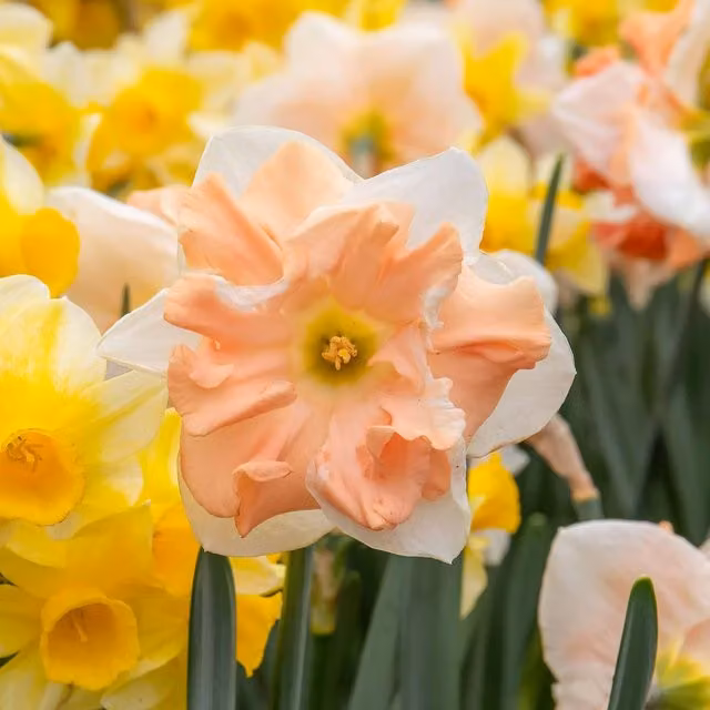 Marshalls Garden Pink and White Daffodil Bulbs