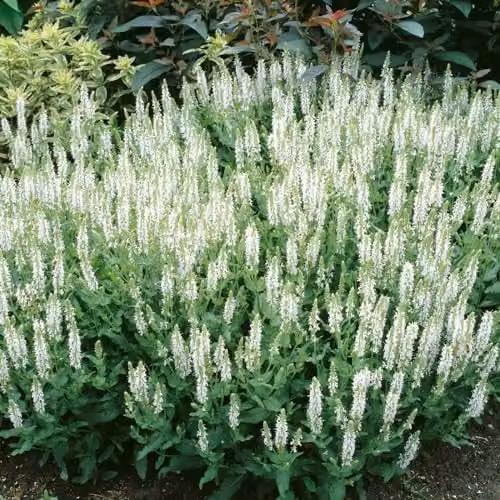 Thompson & Morgan Salvia x superba Snow Hills White Flowering Perennial, Height: 40 cm, 1 x 1 Litre Potted Plant – 2
