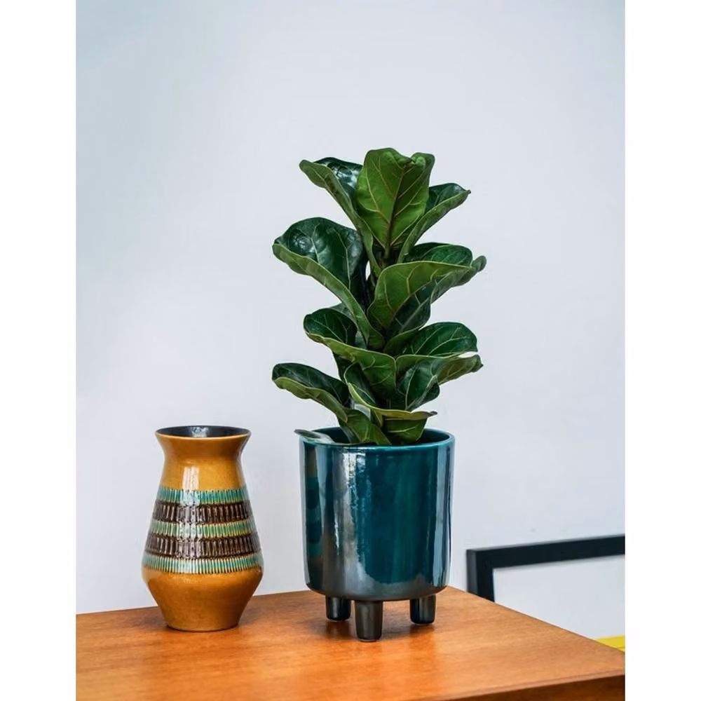 Lemon Pavilion Green Ceramic Pisa Tabletop Planter, W: 20 cm, D: 20 cm, H: 24 cm – 2