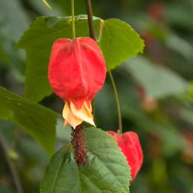 Plant Theory Abutilon Flowering Maple Red Climbing Plant, Green