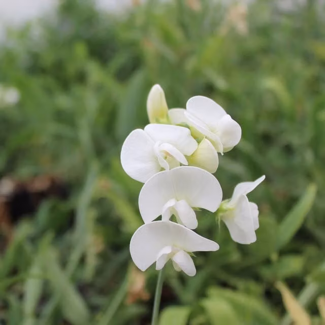 Plants By Post Lathyrus latifolius Perennial Climber, Pure White