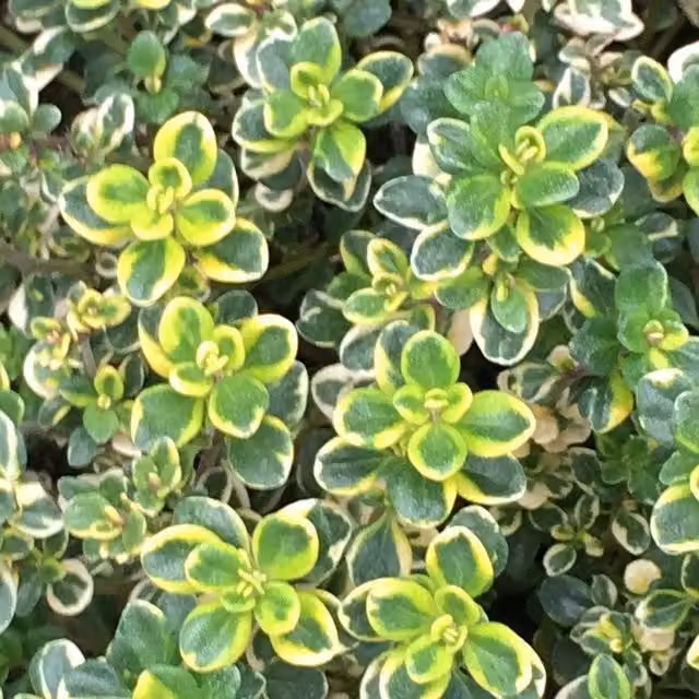 Set of 3 Primrose Thyme Perennial Herb Garden Plants in 9cm Pots