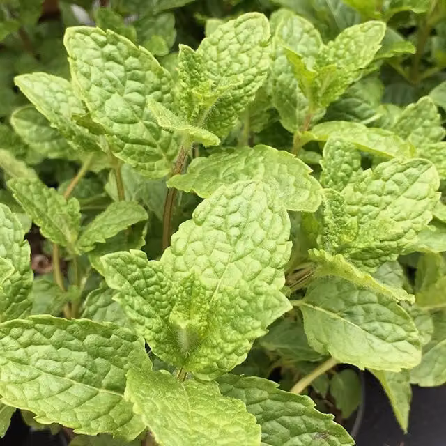 Primrose Mentha Spicata Crispa Moroccan Mint Green Potted Herb Garden Plant in 9cm Pot