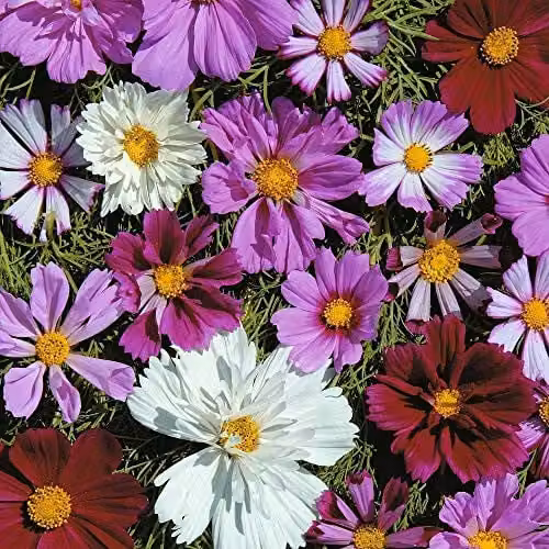 Thompson and Morgan Cosmos Double All Sorts Mixed Flower Seeds, 75 Seeds, Multicolour and Purple – 1