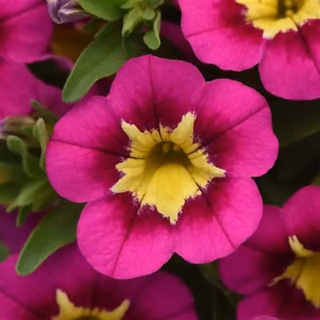 Plants by Post Calibrachoa Bumble Bee Hot Pink Bedding Plants, 3 x 9cm Pots