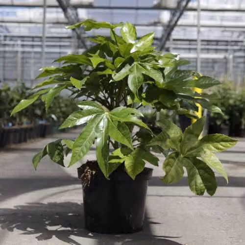 Thompson & Morgan Fatsia Japonica Evergreen Ornamental Shrub with White Flowers and Black Seedpods, 2 x 17cm Potted Plants