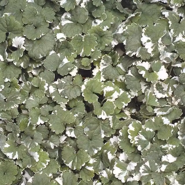 Plant Theory Set of 3 Variegata Nepeta Glechoma Hederaceae Bedding Plants in 9cm Pots, Green and White